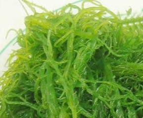 龙须菜是什么（龙须菜是什么瓜的藤）