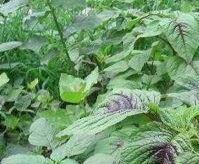 野菜的种类 野菜的种类和图片大全可食用