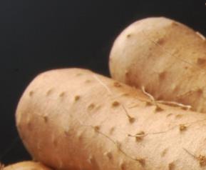 山药发芽还能吃吗（山药发芽还能吃吗?）