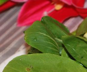 小青菜的营养价值 小青菜的营养价值有哪些