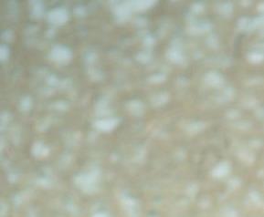 萝卜的营养与药用价值(萝卜的营养价值和药用价值)