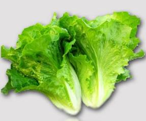 生菜的功效和营养价值 生菜的功效与营养价值