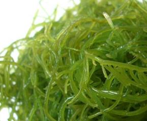 海藻的功效（海藻的功效与作用吃法）