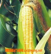 玉米种植方法 玉米种植方法视频