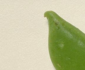 豌豆苗的营养价值和吃法 豌豆苗的营养价值和禁忌