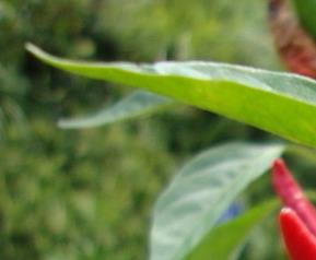 朝天椒怎么繁殖 朝天椒养殖方法