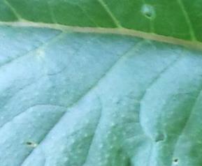 各种萝卜的营养价值 各种萝卜的营养价值表