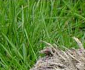 魔芋粉的营养价值 魔芋粉有什么营养