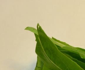 油麦菜的营养价值 油麦菜的营养价值及功效