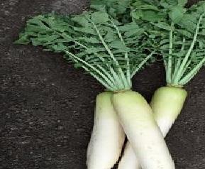 白萝卜贮存和营养成份 白萝卜贮存和营养成份有关吗