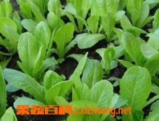 小白菜的做法大全（小白菜的做法大全家常菜）