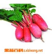 水萝卜的营养价值和做法大全（水萝卜的营养价值和做法大全图片）