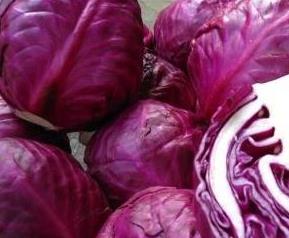 紫包菜丰富的营养价值（紫包菜有什么营养价值）