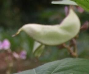 扁豆的种类和采摘方法(扁豆的种类和采摘方法是什么)