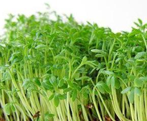 荞麦芽的功效（荞麦芽的功效与主治）