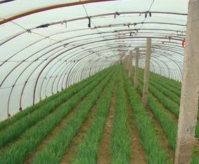 韭菜营养价值和食用效果 韭菜营养价值和食用效果如何