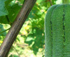 怎样栽种丝瓜,丝瓜病虫害防治 种植丝瓜如何防治病虫害