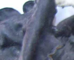 白背木耳禁忌（白背木耳好不好）