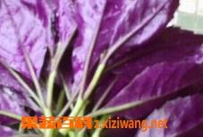 红背菜的功效和食疗价值（红背菜有什么功效）