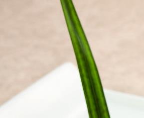 豉香黄鱼的做法（豉汁黄鱼的做法大全）