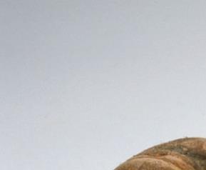 芋头的功效和营养价值 芋头的营养价值与功效