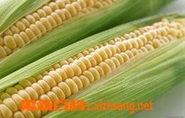 玉米施肥技巧（玉米施肥技巧视频）