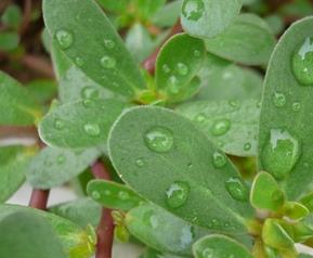 马齿苋的药用价值 马齿苋的药用价值什么样的人