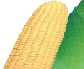 水果玉米如何栽培 水果玉米如何栽培管理