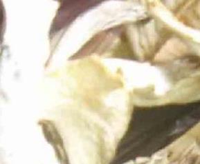 平菇的营养和药用价值 平菇的营养和药用价值与功效