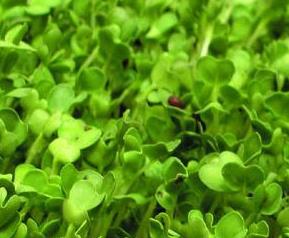 萝卜苗的营养价值和营养成分 萝卜苗的营养成分含量表