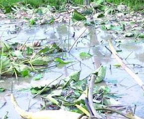 藕的营养价值和食用效果 藕的营养价值和食用效果图