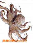 墨鱼的营养价值（墨鱼的营养价值及功效）