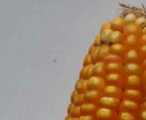 玉米栽培技术 玉米栽培技术要点