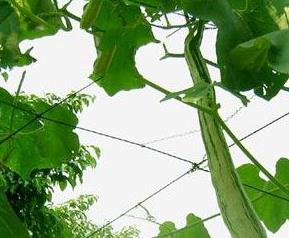 豇豆怎样高产（高产豇豆种）