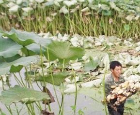 莲藕贮存和营养成份（莲藕的营养物质储存在哪）