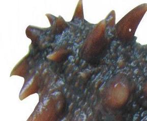 海参的功效和营养价值（海参的功效和营养价值）