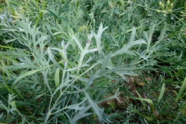 怎样用手机识别植物 不同手机用什么方法