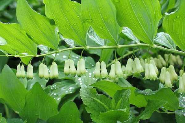 叶片发黄的原因有哪些 怎样避免植物变黄