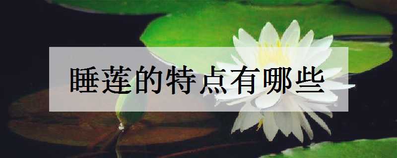 睡莲的特点有哪些，如何养好睡莲（睡莲有什么特点介绍）