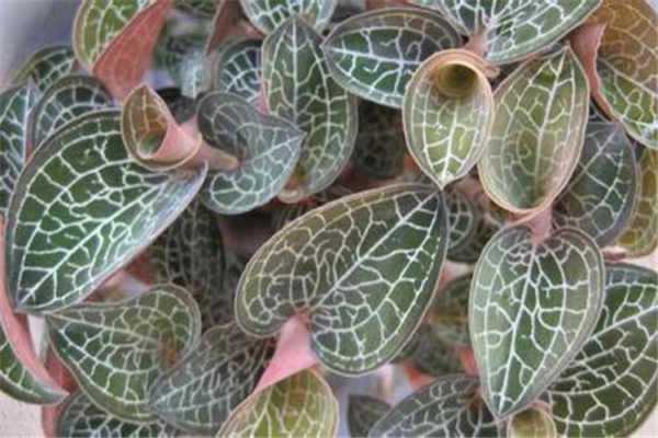 2021金线莲多少一斤，市场行情怎么样 金线莲多少钱一斤2020