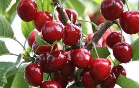 车厘子的营养价值(车厘子的营养价值和哪种水果差不多)