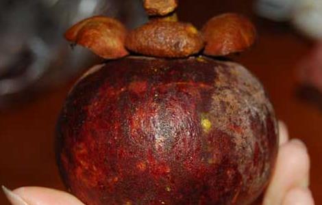 山竹的营养价值（山竹的营养价值和食用禁忌）