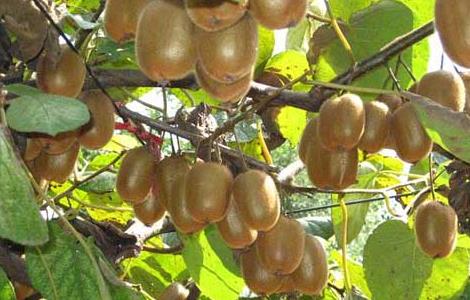 猕猴桃怎么催熟(猕猴桃怎么剥皮方便)