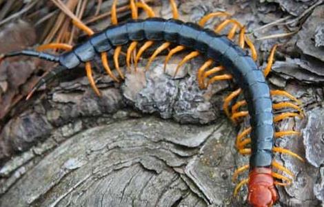 被蜈蚣咬了怎么办（绿色地狱被蜈蚣咬了怎么办）