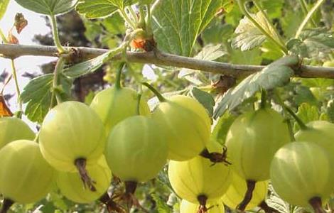 灯笼果的功效与作用及食用方法（灯笼果功效与作用图片大全几摘）