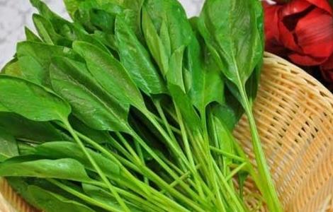 菠菜的营养价值 菠菜的营养价值及功效与作用生姜
