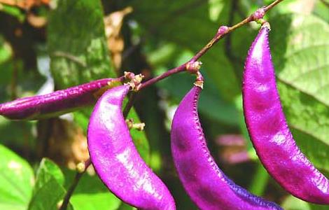 扁豆的营养价值 扁豆的营养价值和药用价值
