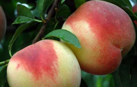 夏天吃什么水果最好（夏天吃什么水果最好?）