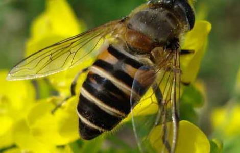 被蜜蜂蛰了怎么处理（被马蜂蛰了怎么处理）
