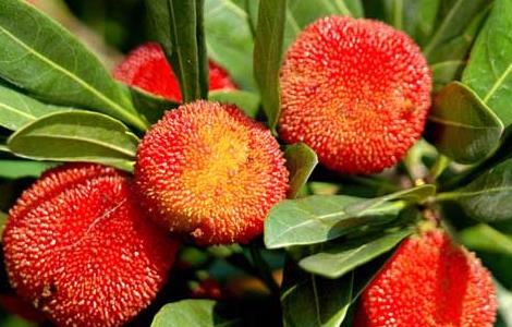 杨梅怎么洗才能洗干净（杨梅怎么洗才能洗得干净）